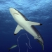 shark_silky_far_jar_v_0292_cub1576.jpg